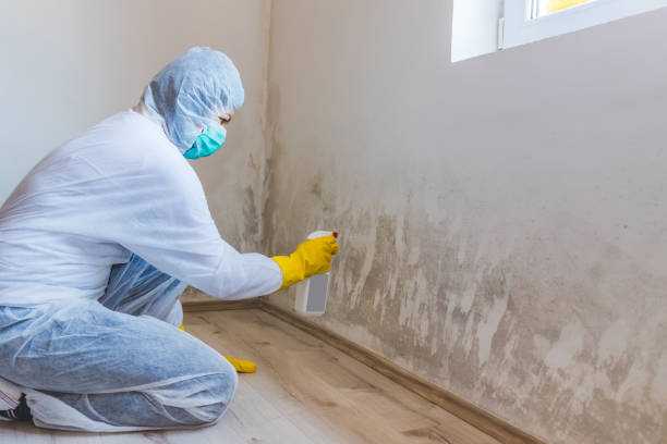 Licensed Black Mold Removal service in Edgewood, FL - WQB Mold Removal