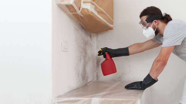 Professional Black Mold Removal technician working in Edgewood, FL