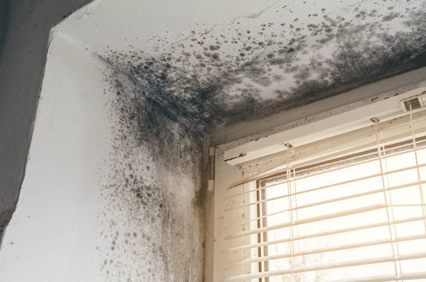 Affordable Black Mold Removal solutions in Edgewood, FL