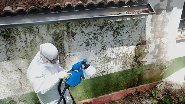 Top rated local Black Mold Removal specialists in Edgewood, FL